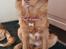 Nova scotia duck tolling retriever Markdorff's Sweet Cream and Cookies "Sisu"
