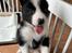 Karelsk bjørnehund Daisy ( Hjortemosegaard Bright star )
