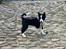 Karelsk bjørnehund Daisy ( Hjortemosegaard Bright star )