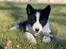 Karelsk bjørnehund Daisy ( Hjortemosegaard Bright star )