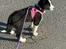 Karelsk bjørnehund Daisy ( Hjortemosegaard Bright star )