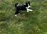 Karelsk bjørnehund Daisy ( Hjortemosegaard Bright star )