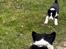 Karelsk bjørnehund Daisy ( Hjortemosegaard Bright star )