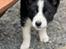 Karelsk bjørnehund Daisy ( Hjortemosegaard Bright star )