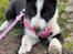 Karelsk bjørnehund Daisy ( Hjortemosegaard Bright star )