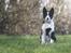 Karelsk bjørnehund Daisy ( Hjortemosegaard Bright star )