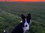 Karelsk bjørnehund Daisy ( Hjortemosegaard Bright star )