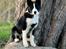 Karelsk bjørnehund Daisy ( Hjortemosegaard Bright star )