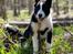 Karelsk bjørnehund Daisy ( Hjortemosegaard Bright star )