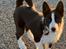 Karelsk bjørnehund Daisy ( Hjortemosegaard Bright star )