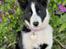 Karelsk bjørnehund Daisy ( Hjortemosegaard Bright star )