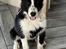 Karelsk bjørnehund Daisy ( Hjortemosegaard Bright star )