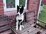 Karelsk bjørnehund Daisy ( Hjortemosegaard Bright star )