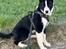 Karelsk bjørnehund Daisy ( Hjortemosegaard Bright star )
