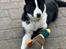 Karelsk bjørnehund Daisy ( Hjortemosegaard Bright star )