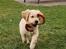 Golden retriever Cosmo