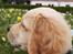 Golden retriever Cosmo