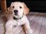 Golden retriever Cosmo