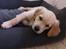 Golden retriever Cosmo