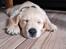 Golden retriever Cosmo