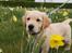 Golden retriever Cosmo
