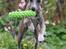 Whippet Falcon (Tanalorn Mr. Quade)
