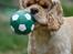 Amerikansk cocker spaniel Viggo Pedersen 
