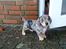 Gravhund Benji