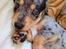 Gravhund Benji
