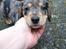 Gravhund Benji