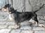 Gravhund Benji