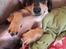 Gravhund Benji