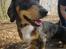 Gravhund Benji