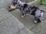 Gravhund Benji