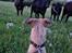 Whippet Ea