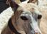 Whippet Ea