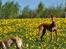 Whippet Ea