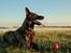Hollandsk hyrdehund Jessie - Alle synes min bold er flot. Maj 22