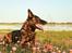 Hollandsk hyrdehund Jessie - Alle er misundelige på min bold og jeg fortår det godt. Maj 22