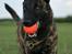 Hollandsk hyrdehund Jessie - Knap 7 mdr