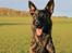 Hollandsk hyrdehund Jessie - Snart teenager. Aug 21