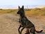 Hollandsk hyrdehund Jessie - Ung og ivrig, sep 21