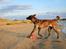 Hollandsk hyrdehund Jessie - Den lille badenymfe ,sep21