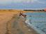 Hollandsk hyrdehund Jessie - Tangloppen sep21