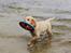 Golden retriever Cosmo