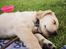 Golden retriever Cosmo