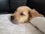 Golden retriever Cosmo