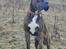 Blanding af racer Odin