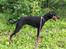 Dobermann Penny von Engelhardt - Næsten 9 mdr gammel