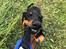 Dobermann Penny von Engelhardt